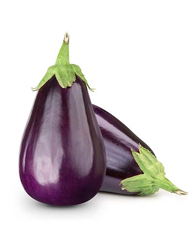 PLANT AUBERGINE