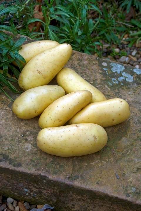 POMME DE TERRE AMANDINE  (kg)